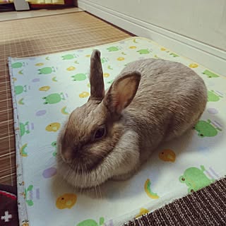 ベッド周り うさぎが好きで好きでたまらない のインテリア実例 Roomclip ルームクリップ ベッド周り うさぎが好きで好きでたまらない のインテリア実例 Roomclip ルームクリップ