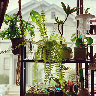 観葉植物 ペペロミアジェイドのおしゃれなアレンジ 飾り方のインテリア実例 Roomclip ルームクリップ