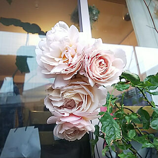 部屋全体/薔薇が好き/薔薇/いやしの風景/ベランダガーデン...などのインテリア実例 - 2021-05-11 05:57:06