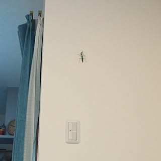 壁 天井 カマキリのインテリア実例 Roomclip ルームクリップ