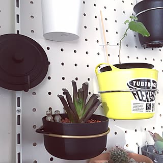 多肉植物 アマリアのミニ鍋プリンのおしゃれなアレンジ 飾り方のインテリア実例 Roomclip ルームクリップ