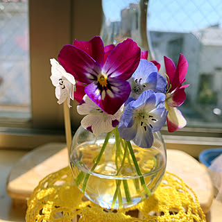 ネモフィラの花のインテリア実例 Roomclip ルームクリップ