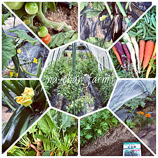 na-chan farmはインスタ公開中/na-chan farm/無農薬野菜/混植栽培/コンパニオンプランンツ...などのインテリア実例 - 2019-06-13 07:46:05