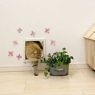 猫部屋 吹き抜けのある家のインテリア実例 Roomclip ルームクリップ