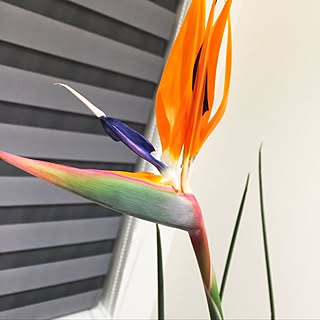 植物 極楽鳥花のインテリア実例 Roomclip ルームクリップ 植物 極楽鳥花のインテリア実例 Roomclip ルームクリップ