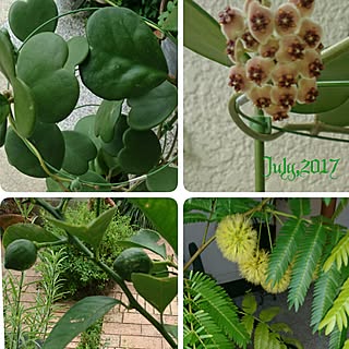 観葉植物 ハートホヤのおしゃれなアレンジ 飾り方のインテリア実例 Roomclip ルームクリップ