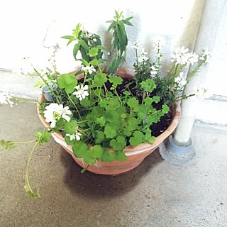 テラコッタ 寄植えのインテリア実例 Roomclip ルームクリップ