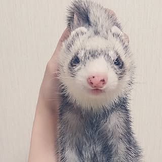 いたちのインテリア実例 Roomclip ルームクリップ