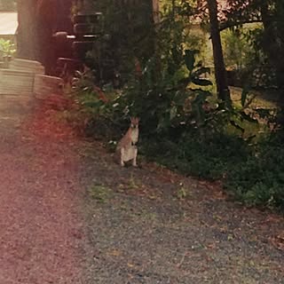 玄関/入り口/画像悪くてごめんなさい/野生動物/インテリアじゃなくてすみません/ネタ切れ中…...などのインテリア実例 - 2015-06-21 23:04:49