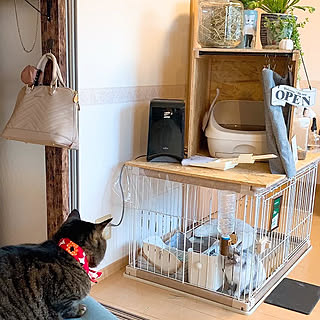 男前 猫トイレカバーのおしゃれなインテリア 部屋 家具の実例 Roomclip ルームクリップ