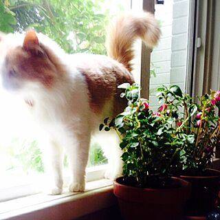 棚/バラ/猫/グリーン/庭の見える窓...などのインテリア実例 - 2016-04-27 20:04:51