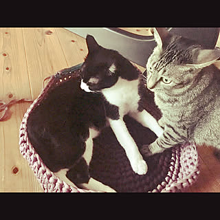 Tシャツヤーン 手編み猫ベッドのインテリア実例 Roomclip ルームクリップ