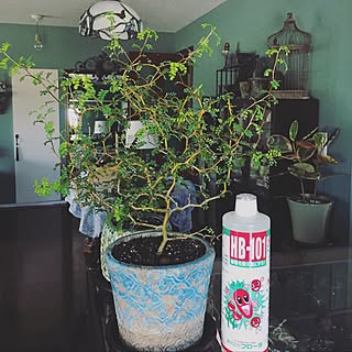 観葉植物 色壁紙のインテリア実例 Roomclip ルームクリップ 観葉植物 色壁紙のインテリア実例 Roomclip ルームクリップ