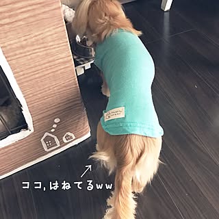 段ボールdeわんこハウス♥/ライリー/犬/わんこと暮らす家/ミニチュアダックス...などのインテリア実例 - 2016-12-02 08:47:36