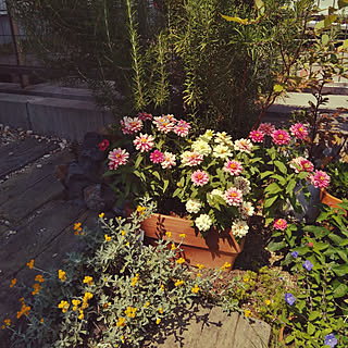 玄関 入り口 日陰の花壇のインテリア実例 Roomclip ルームクリップ 玄関 入り口 日陰の花壇のインテリア実例 Roomclip ルームクリップ