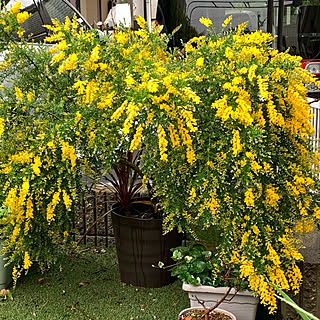 100均 エニシダの商品を使ったおしゃれなインテリア実例 Roomclip ルームクリップ 100均 エニシダの商品を使ったおしゃれなインテリア実例 Roomclip ルームクリップ