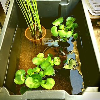 水中植物のインテリア実例 Roomclip ルームクリップ