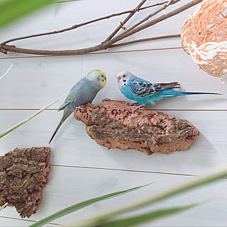 インコとまったり のインテリア実例 Roomclip ルームクリップ インコとまったり のインテリア実例 Roomclip ルームクリップ