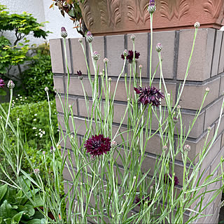 セントーレア ブラックボールのインテリア実例 Roomclip ルームクリップ