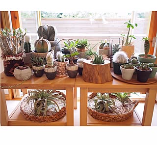 玄関/入り口/サボテン/DOMANI/植物/ボタニカルのインテリア実例 - 2015-06-20 12:32:28