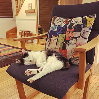 リビング/ねこのいる暮らし/猫がいっぱいのクッション/ギャッベ/大型ミラー...などのインテリア実例 - 2017-12-21 19:51:48