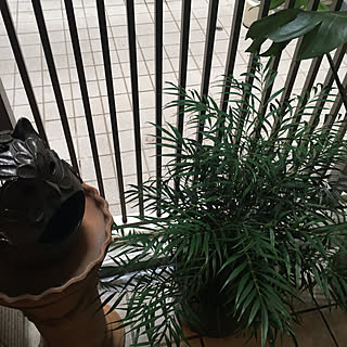 モンステラ 日陰でも育つ植物 のインテリア実例 Roomclip ルームクリップ
