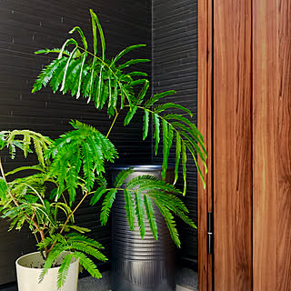 玄関/入り口/観葉植物/NO GREEN NO LIFE/東向きの玄関/エバーフレッシュ...などのインテリア実例 - 2018-08-08 08:44:37