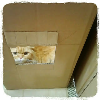 猫の遊び場のインテリア実例 Roomclip ルームクリップ