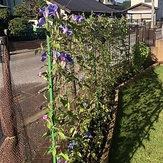 朝顔の支柱のインテリア実例 Roomclip ルームクリップ 朝顔の支柱のインテリア実例 Roomclip ルームクリップ