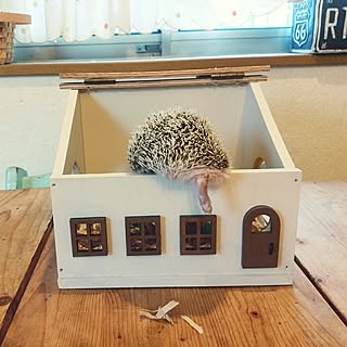 いつもいいねやコメありがとうございます ハリネズミのいる生活のインテリア実例 Roomclip ルームクリップ