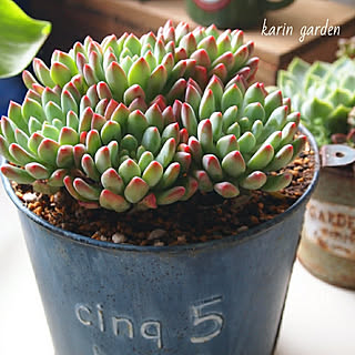 多肉植物 ブルーエルフのインテリア実例 Roomclip ルームクリップ 多肉植物 ブルーエルフのインテリア実例 Roomclip ルームクリップ