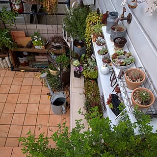 玄関/入り口/多肉の寄せ植え/古いもの/玄関ガーデン/朝の1枚...などのインテリア実例 - 2015-12-13 08:21:52