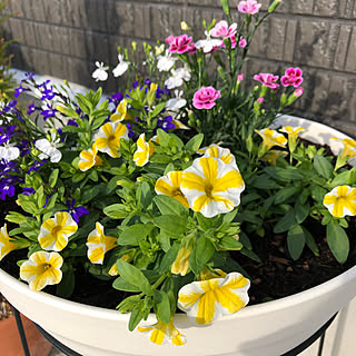 お花のある暮らし スーパーベル レモンスライスのインテリア実例 Roomclip ルームクリップ