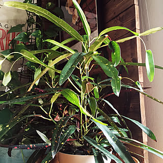 リビング/飛び葉クロトン/観葉植物/植物/いいね!ありがとうございます◡̈♥︎...などのインテリア実例 - 2017-08-06 12:52:27