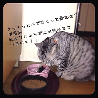 リビング/シェア/猫のインテリア実例 - 2012-11-11 20:56:58