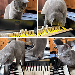 猫 グランドピアノのインテリア実例 Roomclip ルームクリップ 猫 グランドピアノのインテリア実例 Roomclip ルームクリップ