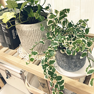 アイビー白雪姫のインテリア実例 Roomclip ルームクリップ