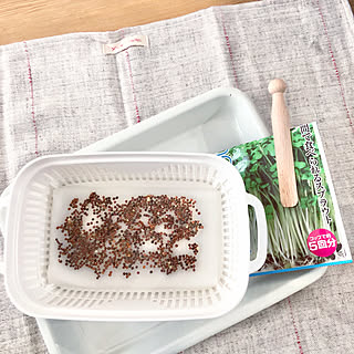 キッチン ブロッコリースプラウト栽培のインテリア実例 Roomclip ルームクリップ