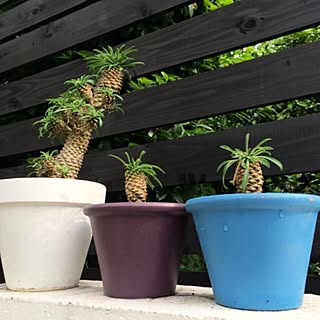 玄関 入り口 パイナップルコーンのインテリア実例 Roomclip ルームクリップ