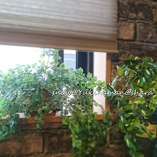 壁/天井/観葉植物/IKEA 雑貨/賃貸ですが/フォローありがとうございます☆...などのインテリア実例 - 2017-06-05 22:30:01