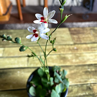 不思議なお花のインテリア実例 Roomclip ルームクリップ 不思議なお花のインテリア実例 Roomclip ルームクリップ