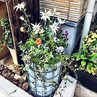 寄せ植え フランネルフラワーのインテリア実例 Roomclip ルームクリップ