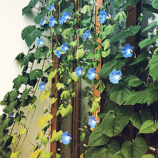 琉球あさがおのインテリア実例 Roomclip ルームクリップ