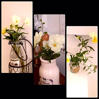 植物/花/グリーンのインテリア実例 - 2012-05-22 10:40:41