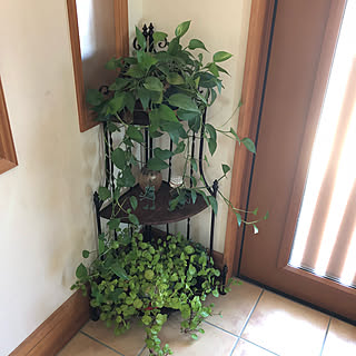 ポトス スウェーデンアイビーの輪のおしゃれなアレンジ 飾り方のインテリア実例 Roomclip ルームクリップ