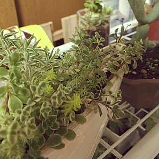 花みどりマーケット 楽天市場店 観葉植物のおすすめ家具 インテリア 全42件 Roomclip ルームクリップ