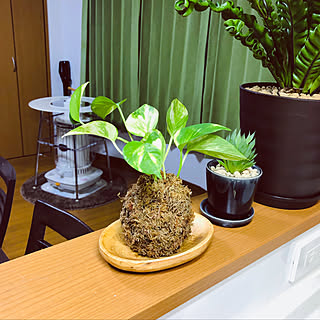 どんどん増えるポトスのインテリア実例 Roomclip ルームクリップ