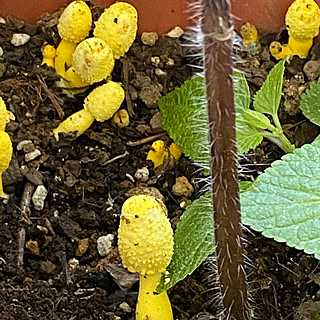 コガネキヌカラカサタケのインテリア実例 Roomclip ルームクリップ