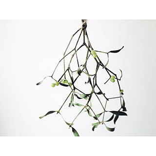 ベッド周り/クリスマス/Brocante/植物/ブロカント...などのインテリア実例 - 2017-12-22 17:37:19