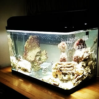 夜の水槽のインテリア実例 Roomclip ルームクリップ